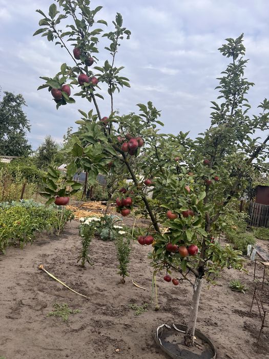 Продаж дачної ділянки