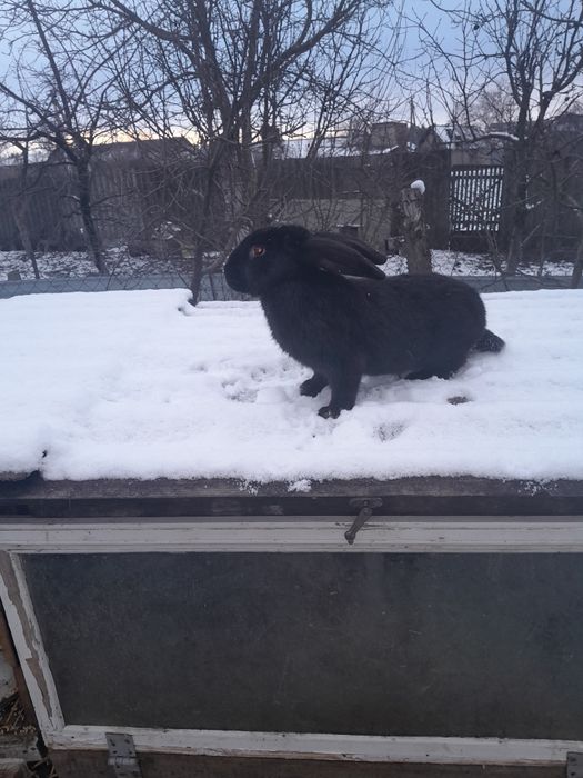 Самець породи строкач.