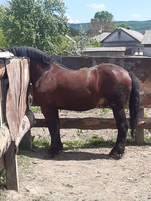 Продам молодого  жеребця