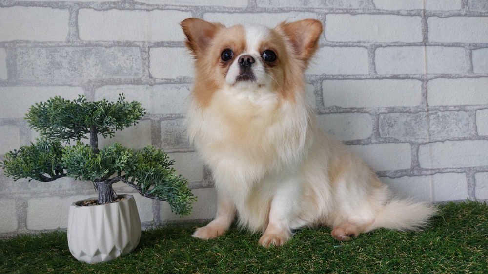 Хлопчик довгошерстий Чихуахуа