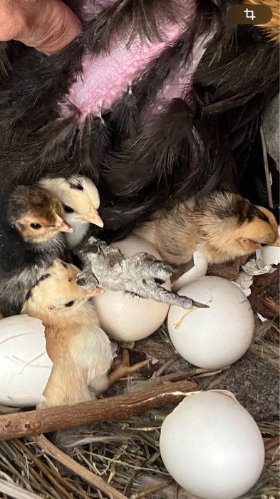 Продаю карликовые куры мини петушок