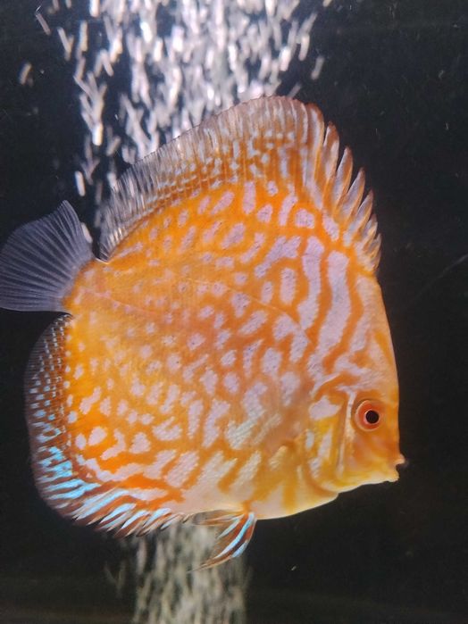Discus nacionais