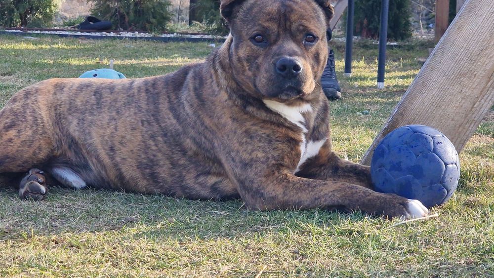Pies typu amstaff