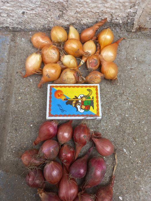 Лук севок 2025 года урожай