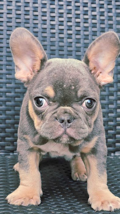 Bulldog francês Macho cor Blue And Tan