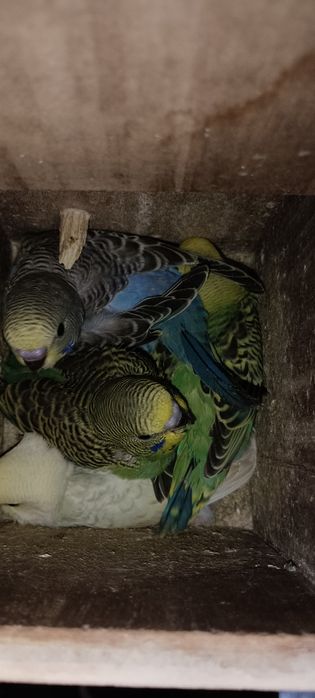 Vendo periquitos, margem sul