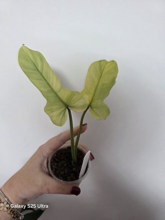 Philodendron golden dragon mint variegata