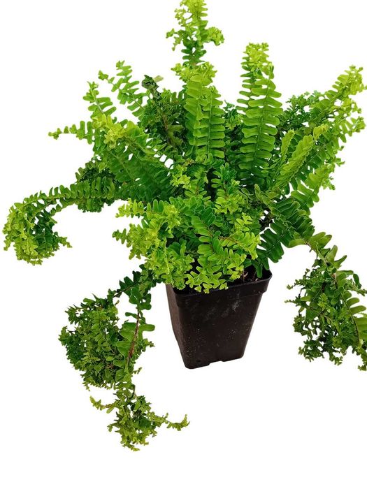 Feto Nephrolepsis Cordifolia