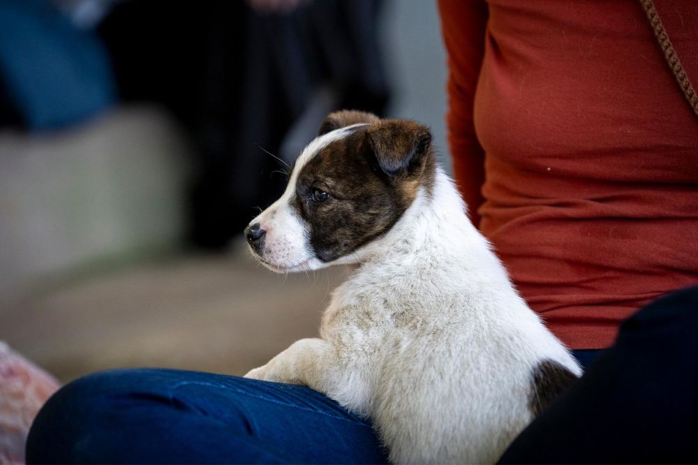 6 cachorros com 2 meses procuram família para a vida