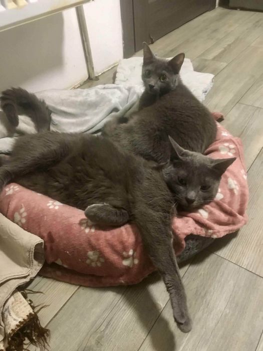 Кошенята породи russian blue