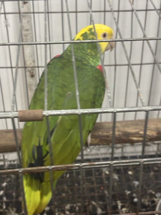Papagaio oratrix