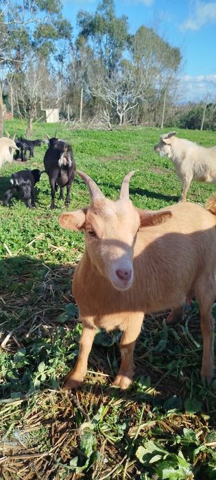 Cabras anãs nascidas em Dezembro '25