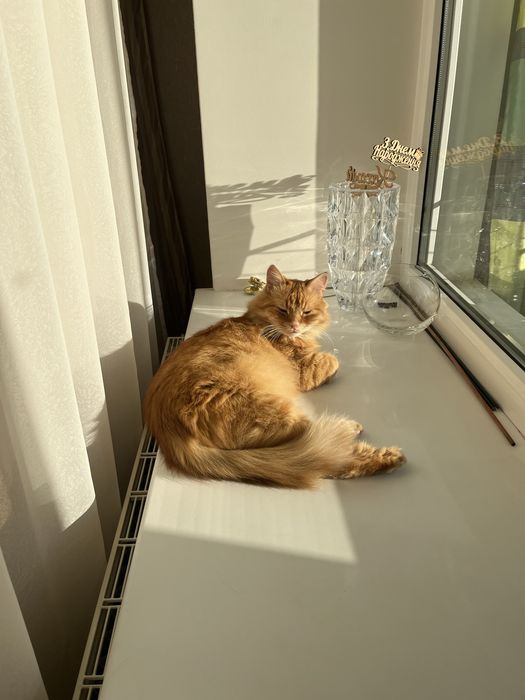 Перетримка котиків в домашніх умовах м. Тернопіль