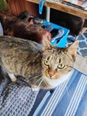 Dwie młode kotki do adopcji po śmierci właściciela