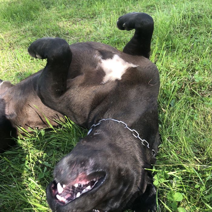 Вʼязка Кане-Корсо