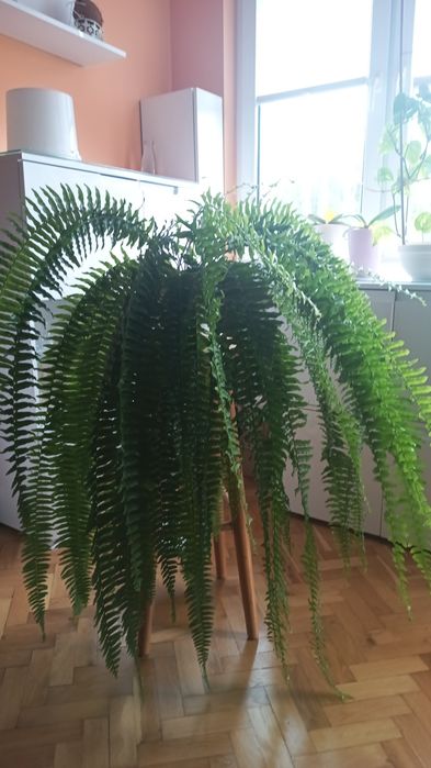 Paproć duża 120 cm