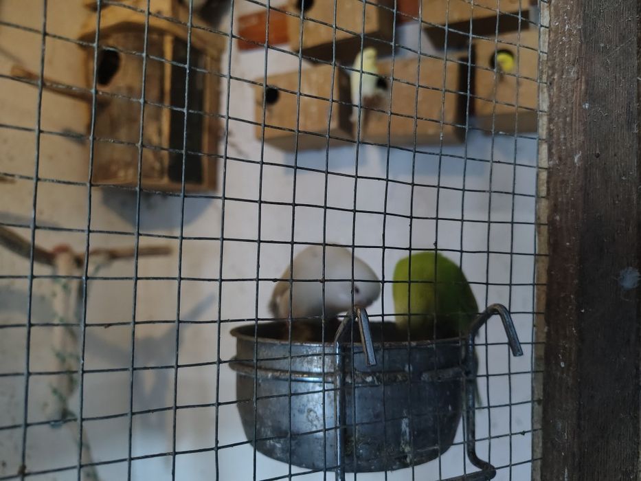 Papugi kolorowe młode starsze