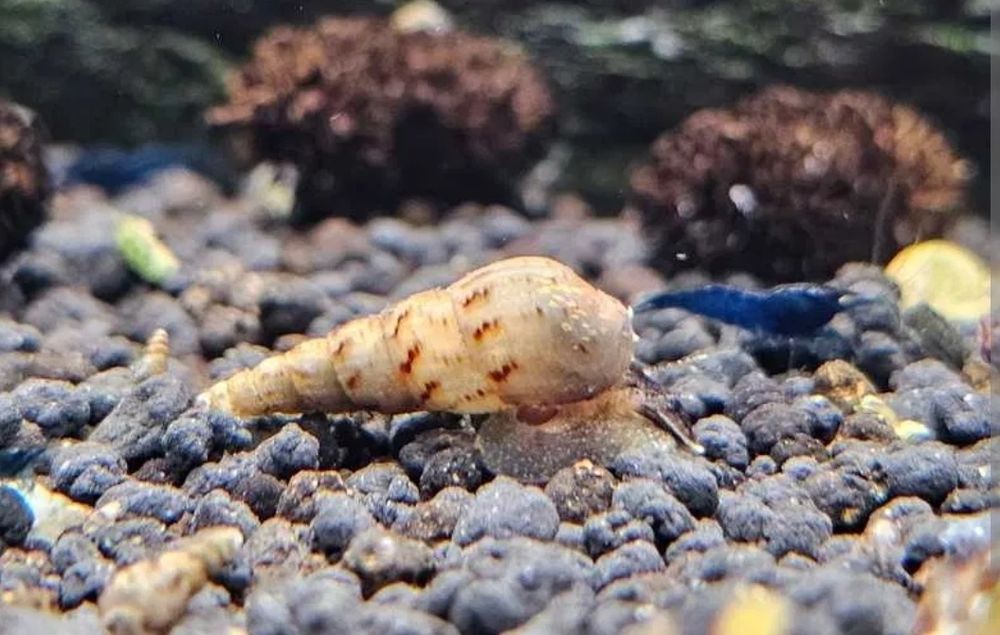 Pack Caracóis Physa e Trombeta