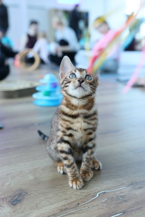 Kocurek Bengalski GOTOWY DO ODBIORU