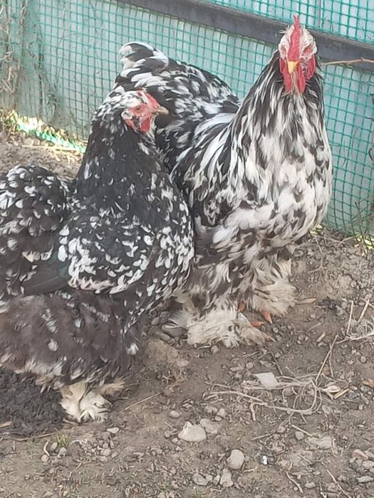 Продам ія від курей Кокехіни.