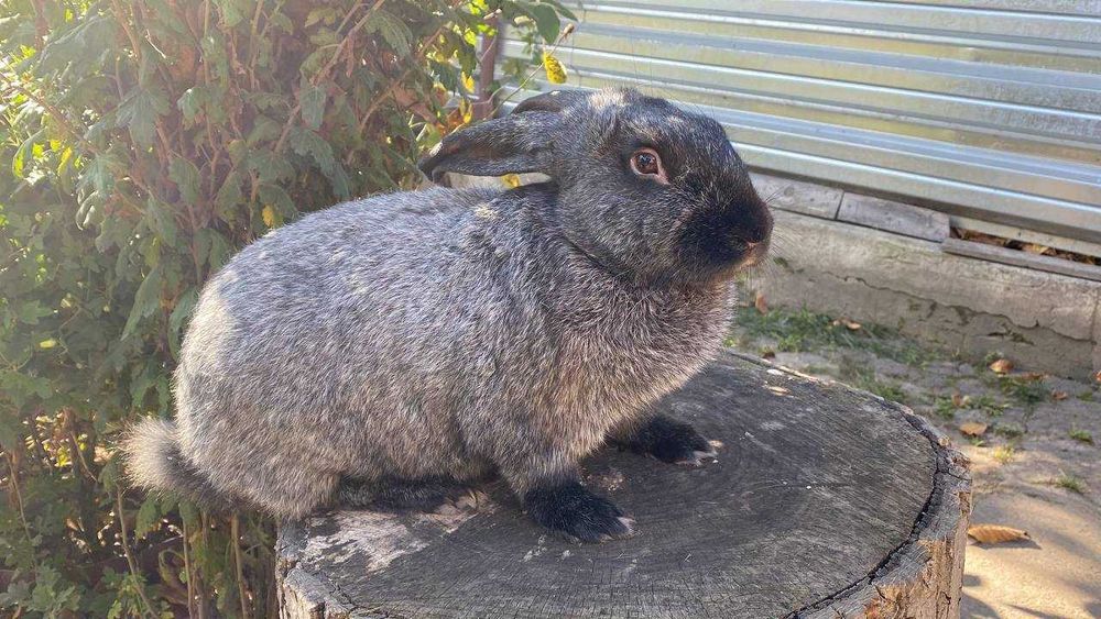 Кролі Полтавське срібло