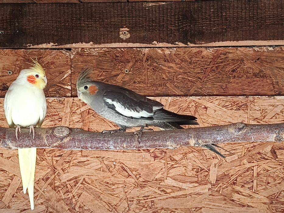 Nimfa wystawowa młoda