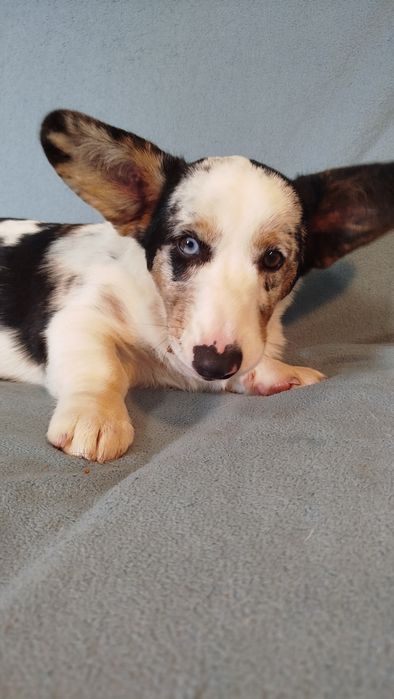 Welsh Corgi Cardigan FCI suczka Blue Merle
