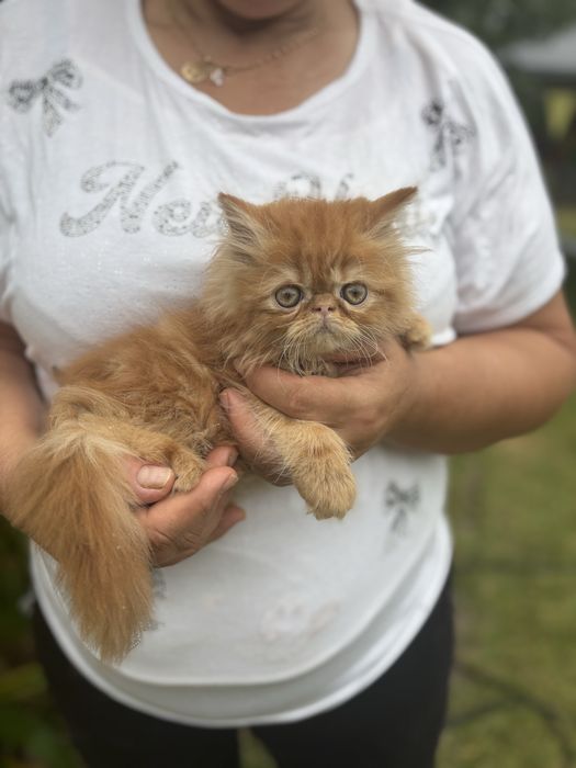 Gatinho persa lindo amarlinho