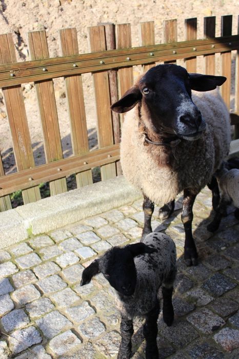 Ovelha sulfok com 3 crias