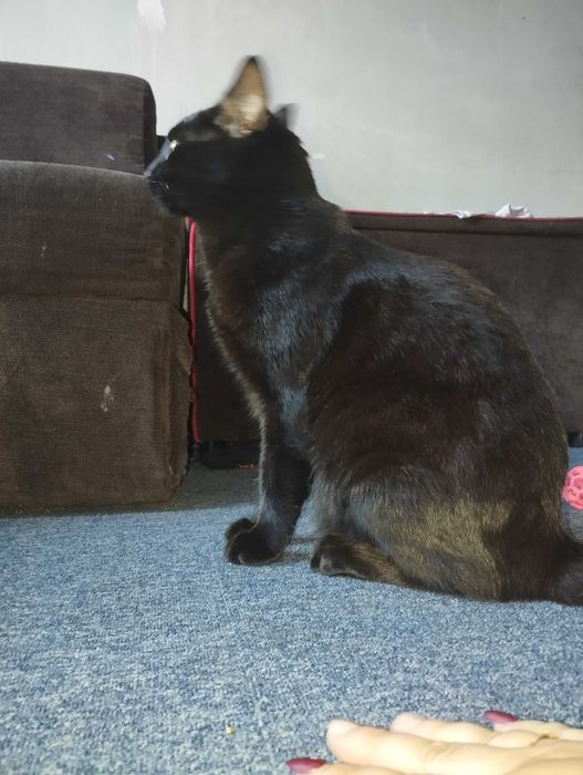 Za darmo kotek kocur