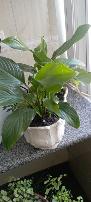 PLANTAS DE INTERIOR E  JARDIM