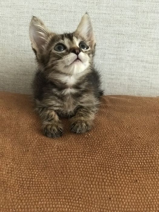 Котенок в добрые руки