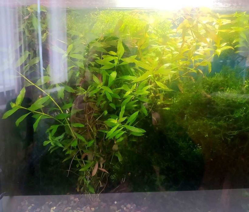 Акваріумні рослини, криветки.