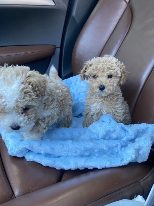 Шикарні міні мальтипу