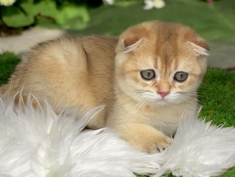 Шотландський хлопчик золота шиншила