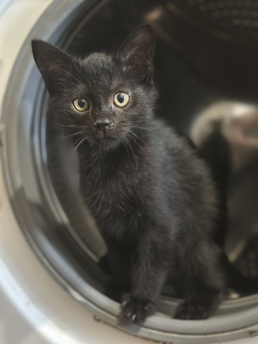 Отдам двух котят в добрые руки(оба мальчика)