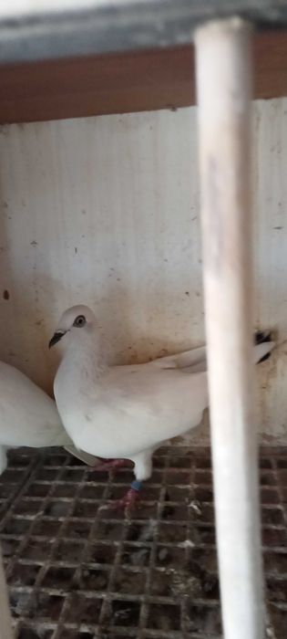 Gołębie jasne samiec na białym ogonie i samica łomżyńska