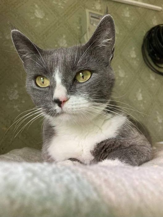 Стерилизованная кошка ищет дом! Отдам в хорошие руки!