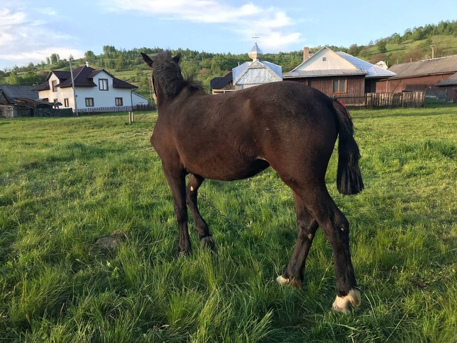 Лошичка чорна 10 міс
