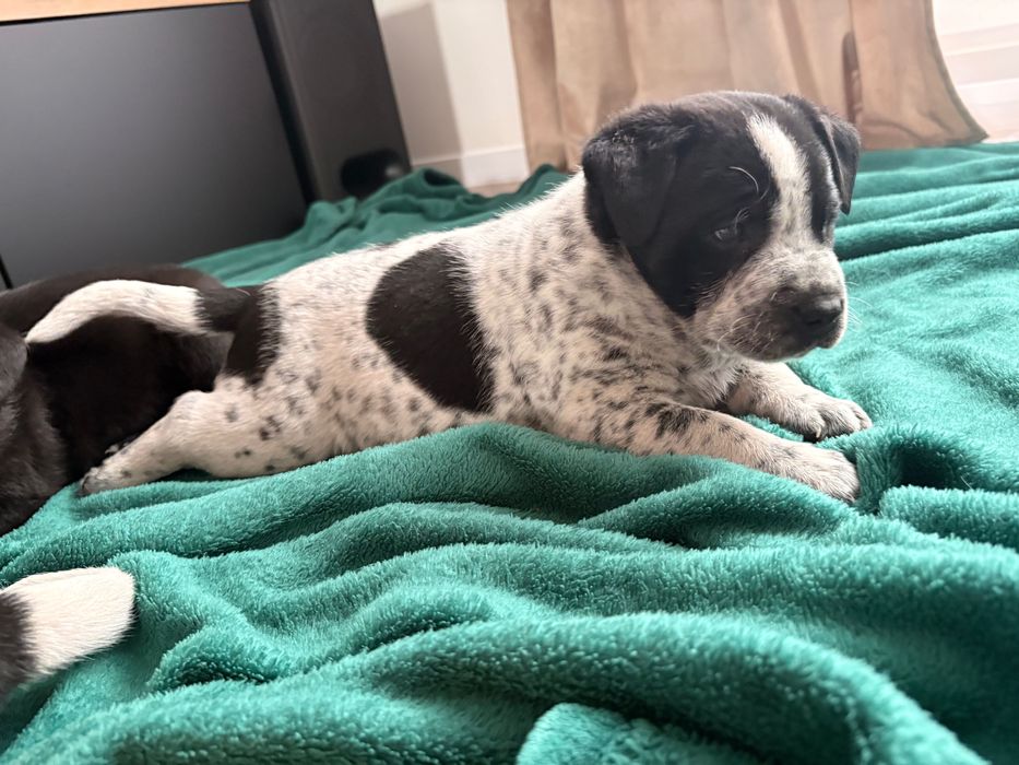 Rezerwacja wszystkich psiaków do weekendu- oddam cudowne szczeniaki