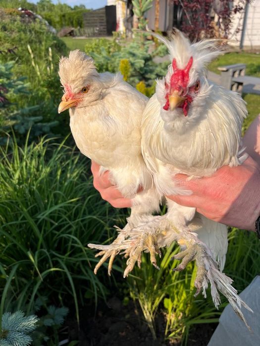 Павлівська біла кури пара