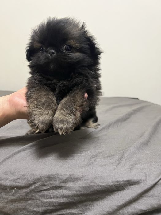 Маленькі Песики пекінеси