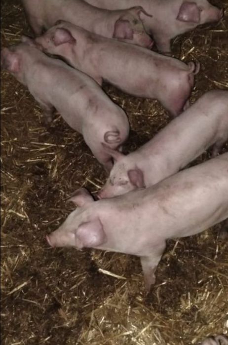 Sprzedam prosiaki!!!