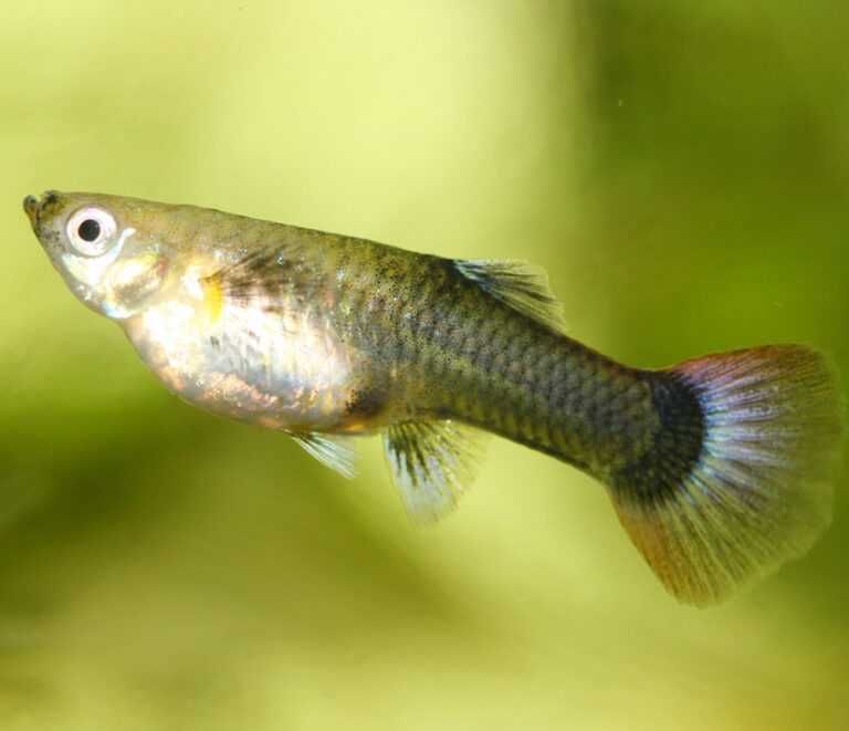 Troco Guppies Endler por plantas