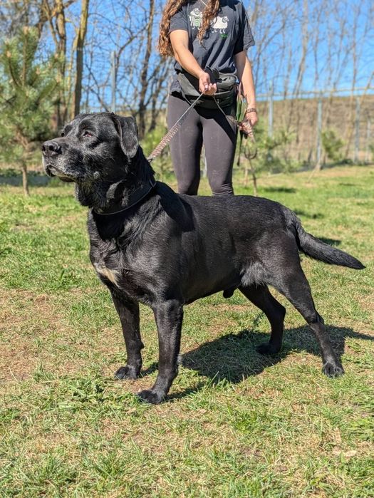 Syriusz - czarny Labrador do adopcji!