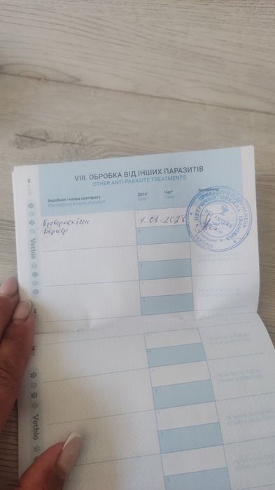 собаки лабладори