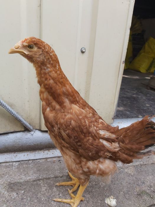Курочки породи «Домінант "  4,5 місяця перед заносом