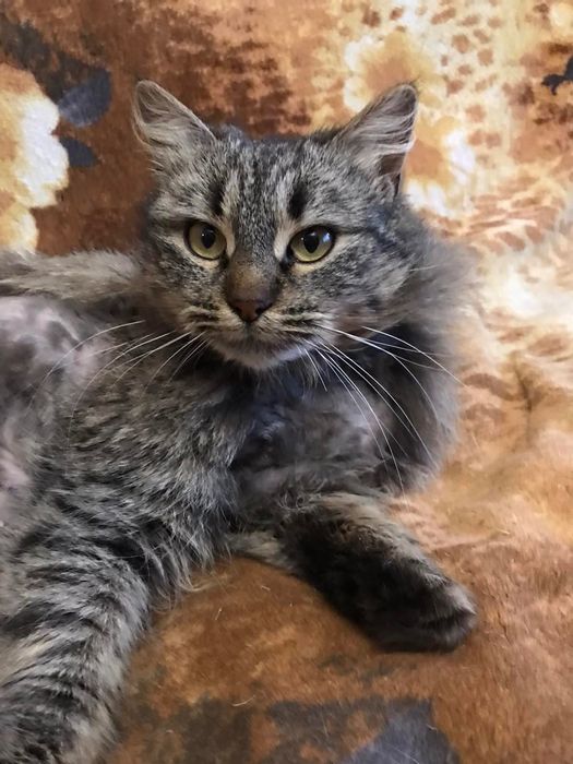 Шикарная Офелия кошечка пушистая