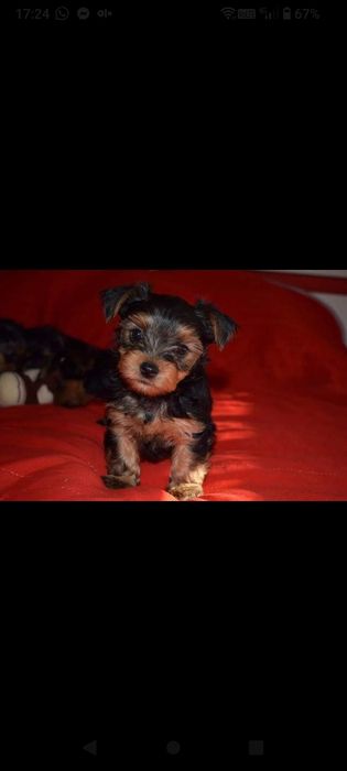 Yorkshire Terrier miniatura