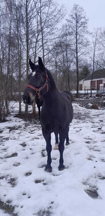 Sprzedam klacz śląską